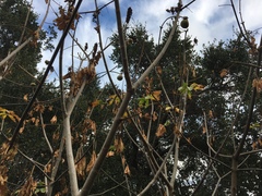 Aesculus californica