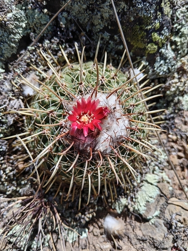 Parodia schwebsiana