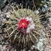 Parodia schwebsiana - Photo (c) Jesus Adrian Jamachi Lluta, some rights reserved (CC BY-NC), uploaded by Jesus Adrian Jamachi Lluta