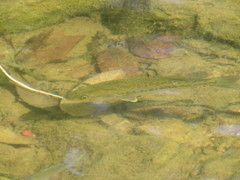 Micropterus punctulatus