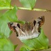 角翅弄蝶 - Photo (c) D momaya，保留部份權利CC BY-SA