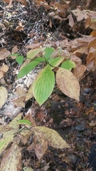Cornus sessilis