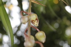 Catasetum roseo-album