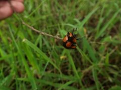 Botanochara octoplagiata