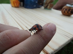 Botanochara octoplagiata