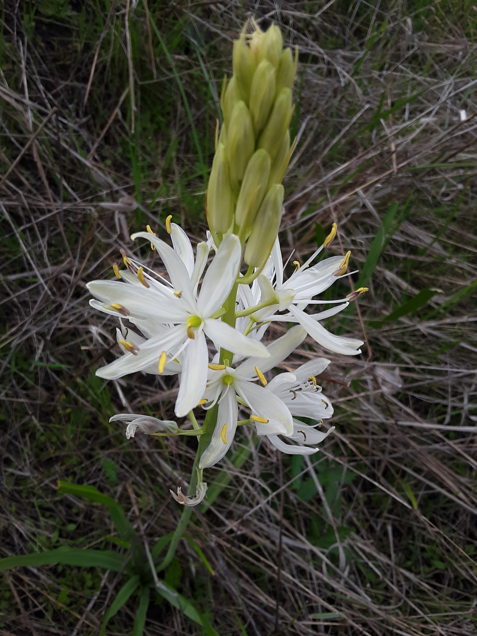 Camassia leichtlinii ssp. leichtlinii