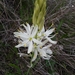 Camassia leichtlinii leichtlinii - Photo (c) poultrypalace,  זכויות יוצרים חלקיות (CC BY-NC), הועלה על ידי poultrypalace