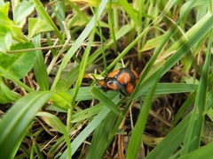 Botanochara octoplagiata