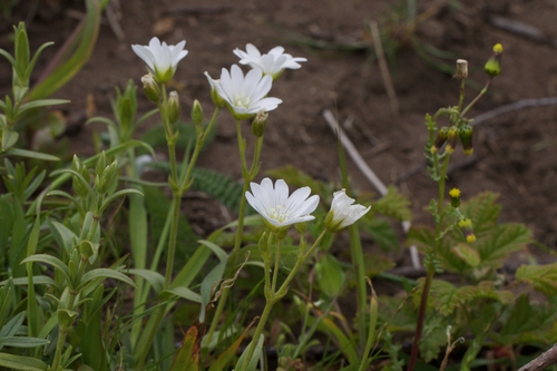 Image of Cerastium viride by (c) Arvel Hernandez, some rights reserved (CC BY)
