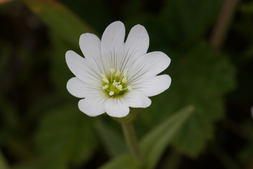 Image of Cerastium viride by (c) Arvel Hernandez, some rights reserved (CC BY)