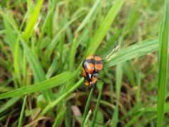Botanochara octoplagiata