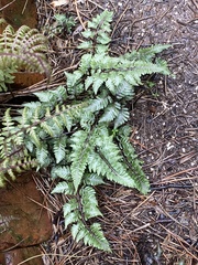 Japanese Painted Fern (Athyrium niponicum)