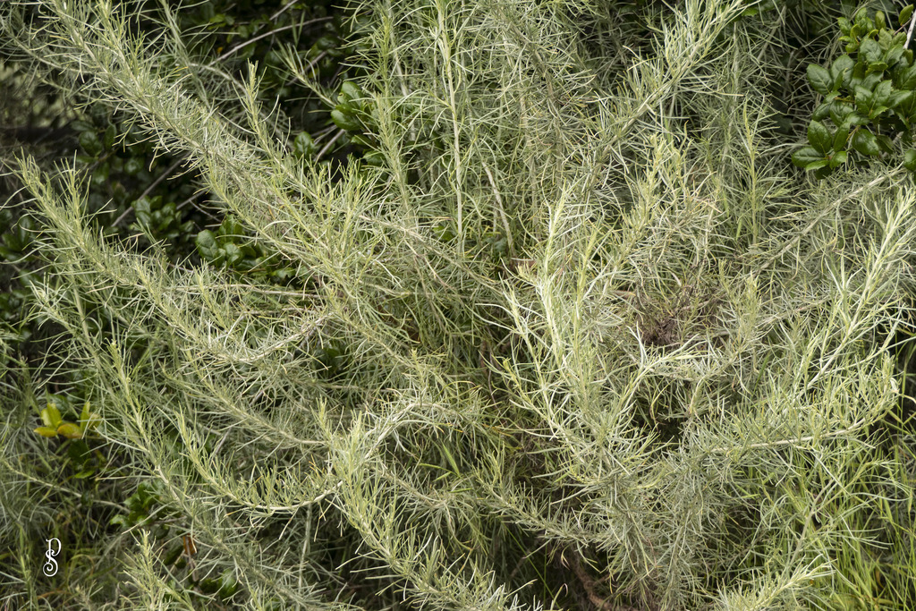 california-sagebrush-from-point-loma-heights-san-diego-ca-usa-on
