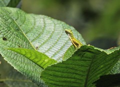 Anolis gemmosus