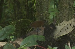 Grallaria flavotincta