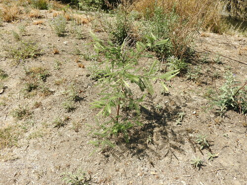 Image of Vachellia pennatula by (c) Oscar Alejandro Morales Juárez, some rights reserved (CC BY-SA)