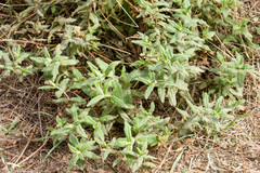 Cistus psilosepalus