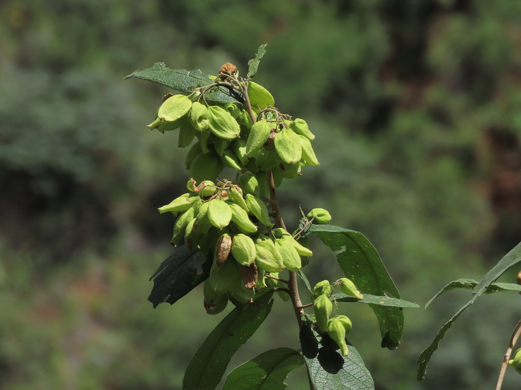 Cordia saccellia