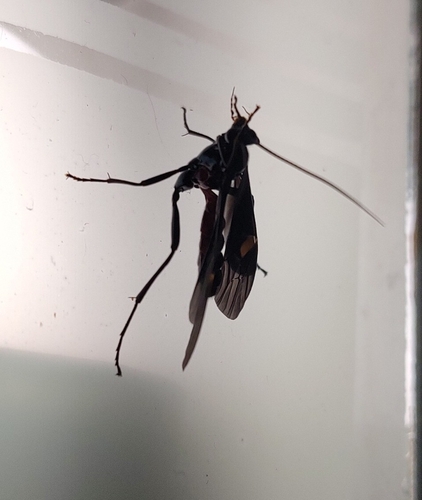 Pedinopelte gravenstii