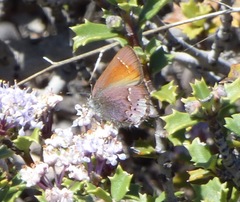 Callophrys muiri