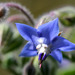 Borage - Photo (c) Kim, Hyun-tae, some rights reserved (CC BY), uploaded by Kim, Hyun-tae