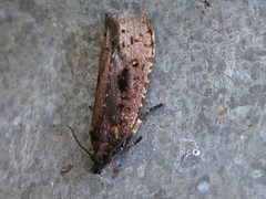 Cryptaspasma querula