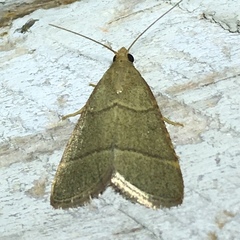 Hypsopygia nostralis