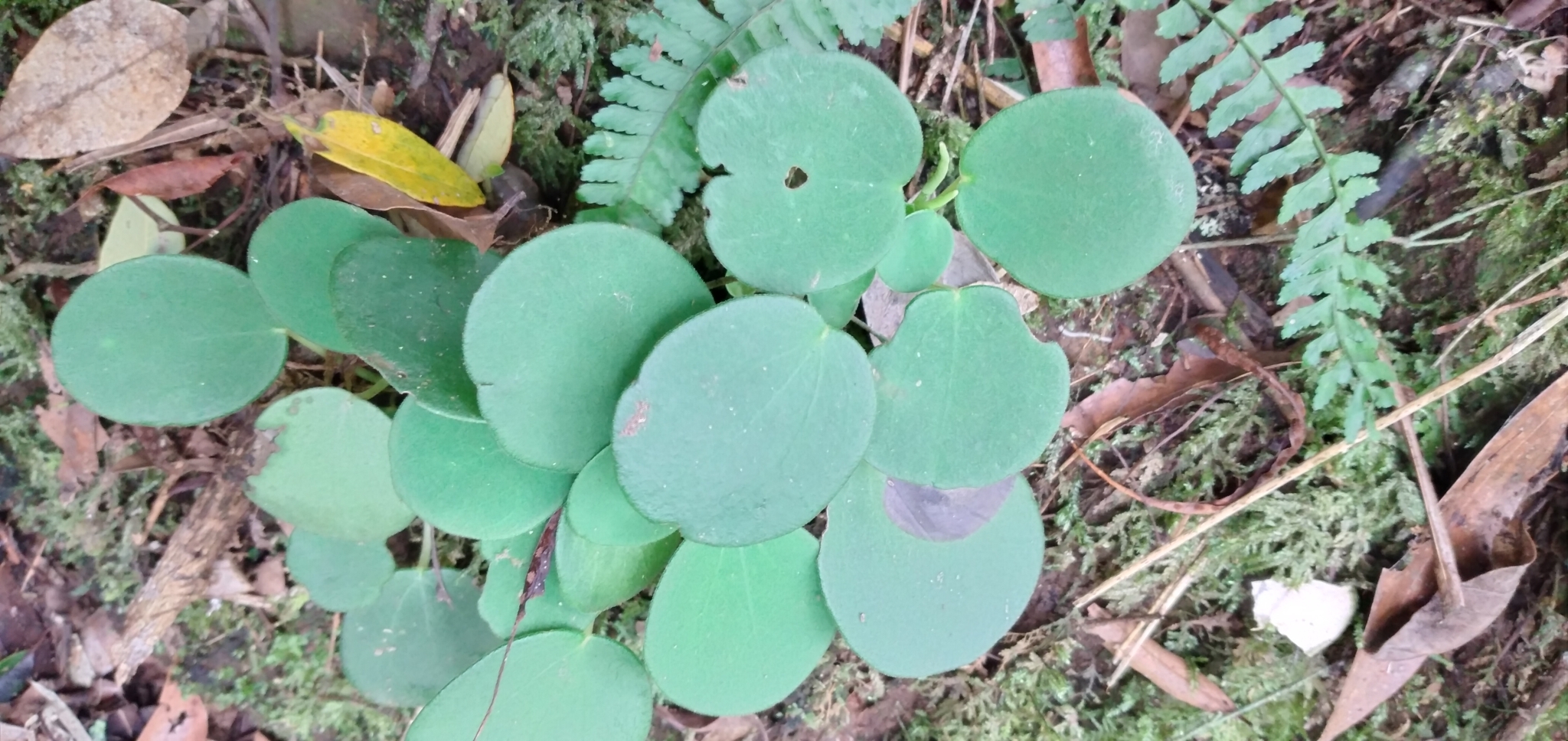 Peperomia lyman-smithii
