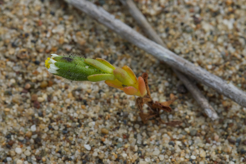 Image of Layia carnosa by (c) Arvel Hernandez, some rights reserved (CC BY)