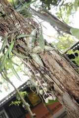 Catasetum roseo-album