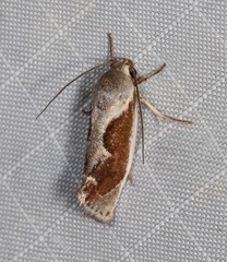 Lichenaula undulatella