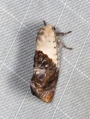 Hypertropha chlaenota