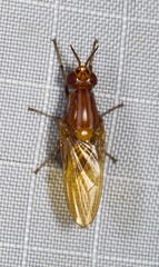 Rhagadolyra handlirschi