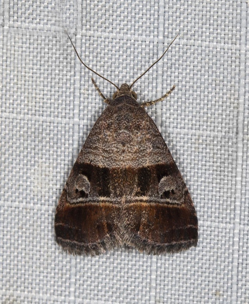 Ozarba punctigera