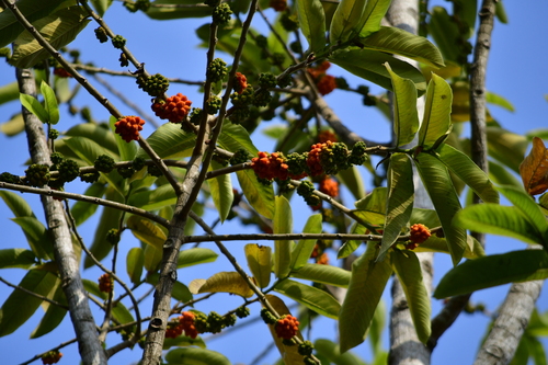 Castilla elastica - Leaves