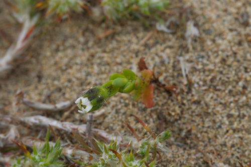 Image of Layia carnosa by (c) Arvel Hernandez, some rights reserved (CC BY)