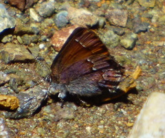 Callophrys muiri