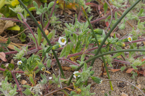Image of Layia carnosa by (c) Arvel Hernandez, some rights reserved (CC BY)