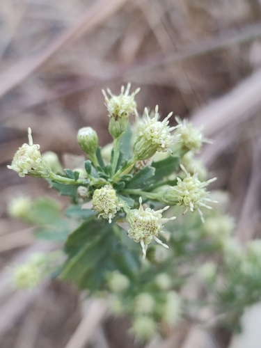 Image of Baccharis pteronioides by (c) Abraham Sánchez Romero, some rights reserved (CC BY)