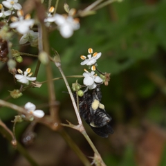 Bombus mexicanus image