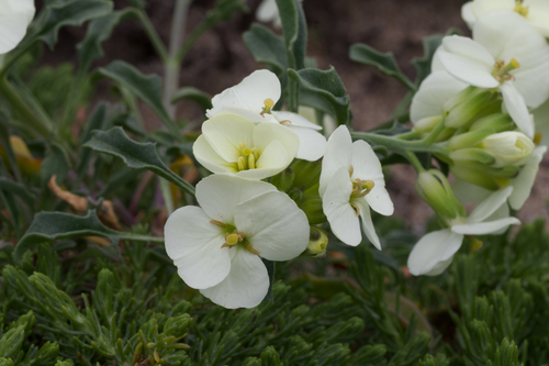 Image of Erysimum concinnum by (c) Arvel Hernandez, some rights reserved (CC BY)