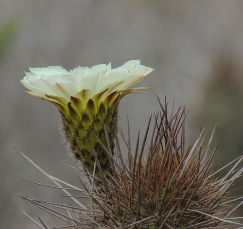 Leucostele chiloensis, photograph 4