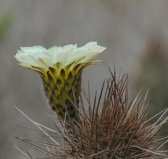 Leucostele chiloensis, photograph Sebastián Saiter V., CC BY, iNaturalist via GBIF