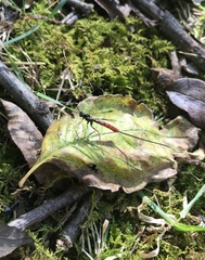 Dolichomitus irritator