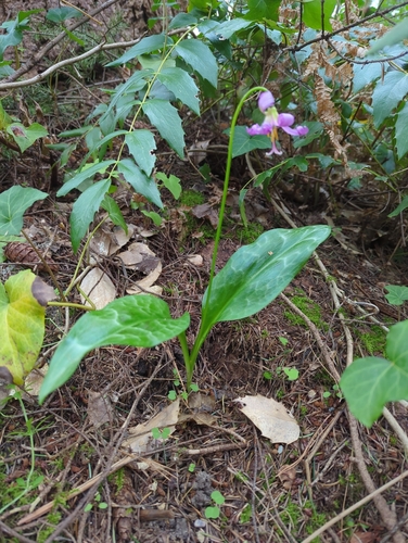 giant white × coast fawn lily (Erythronium oregonum)