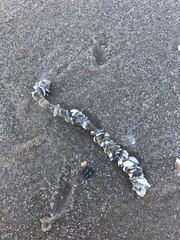 Diopatra cuprea