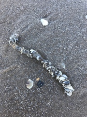 Diopatra cuprea