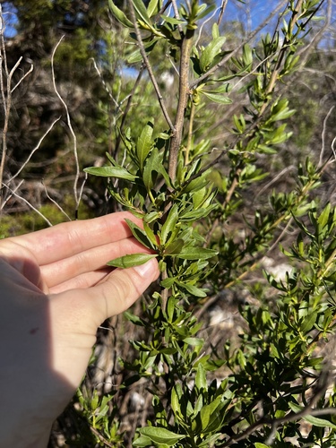 Baccharis halimifolia iNat (3)