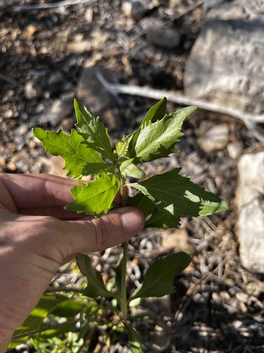 Baccharis halimifolia