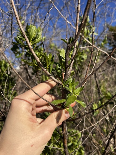 Baccharis halimifolia